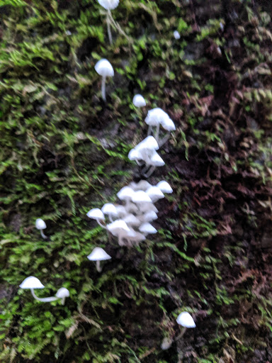 Soquel Demonstration State Forest image