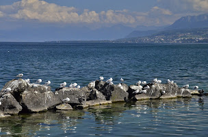 Photo n°19 de Yvoire (lac) à Yvoire ()