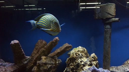 Pet Store «Oak Park Natural Pet & Fish», reviews and photos, 23 N Harlem Ave, Oak Park, IL 60302, USA