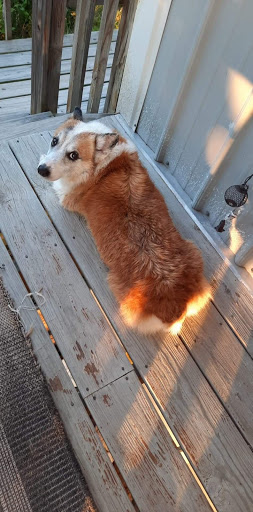 Pet Supply Store «Petco Animal Supplies», reviews and photos, 993 Branson Hills Pkwy, Branson, MO 65616, USA