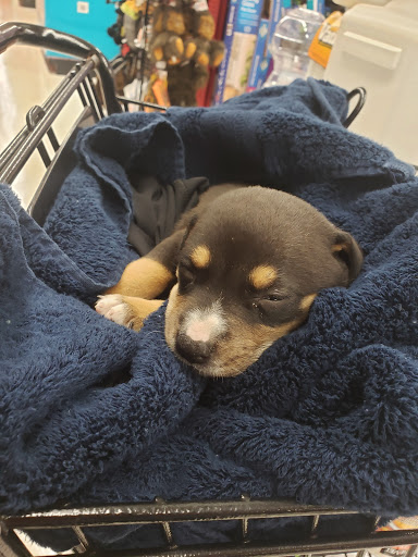 Pet Supply Store «Petco Animal Supplies», reviews and photos, 12014 SW 88th St, Miami, FL 33186, USA