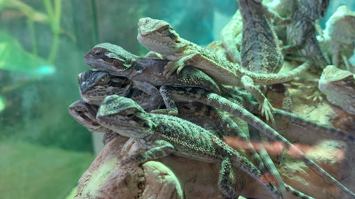 Pet Store «Tye-Dyed Iguana - Reptiles», reviews and photos, 1905 W U.S. 50, Fairview Heights, IL 62208, USA