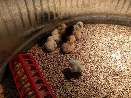 Pet Supply Store «Concord Feed Pet & Livestock Supplies», reviews and photos, 7104 Dublin Blvd, Dublin, CA 94568, USA