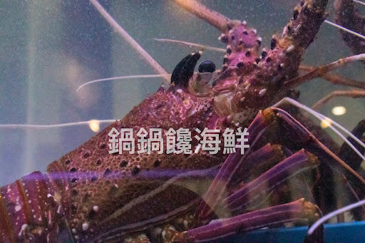 鍋鍋饞海鮮鍋物 的照片