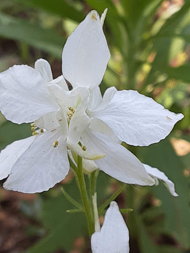 Park «River Legacy Parks», reviews and photos, 701 NE Green Oaks Blvd, Arlington, TX 76006, USA