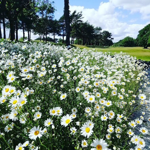Golf Course «Wildflower Golf Course», reviews and photos, 19790 Co Hwy 20, Detroit Lakes, MN 56501, USA