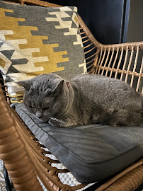 Les plus récentes photos du Le GentleCat bar a chat restaurant salon de thé interdit moins de 12 ans à Lyon - n°6