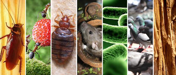 ECOPEST, S. L.  Control de plagas en Zaragoza