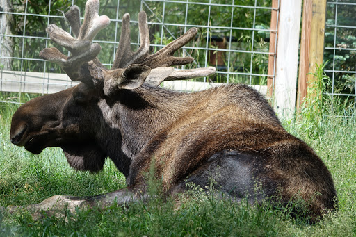 Zoo «Cheyenne Mountain Zoo», reviews and photos, 4250 Cheyenne Mountain Zoo Rd, Colorado Springs, CO 80906, USA