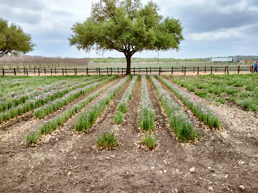 Gift Shop «Christmas Shoppe», reviews and photos, 132 S Main St, Boerne, TX 78006, USA