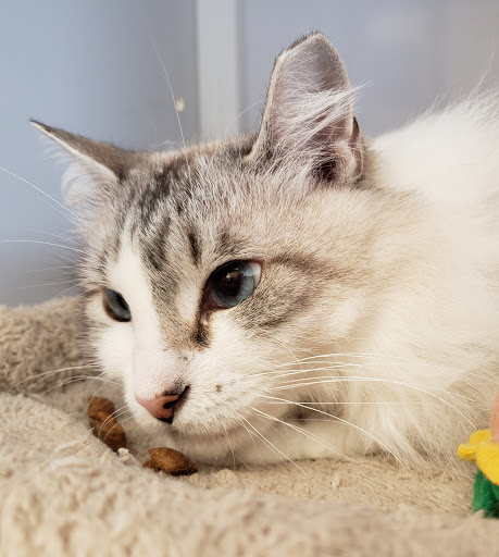 Pet Supply Store «Pet Supplies Plus», reviews and photos, 1258 Northlake Blvd, Lake Park, FL 33403, USA