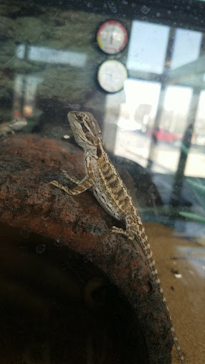 Pet Supply Store «Petco Animal Supplies», reviews and photos, 2021 Evergreen Ave, Modesto, CA 95350, USA