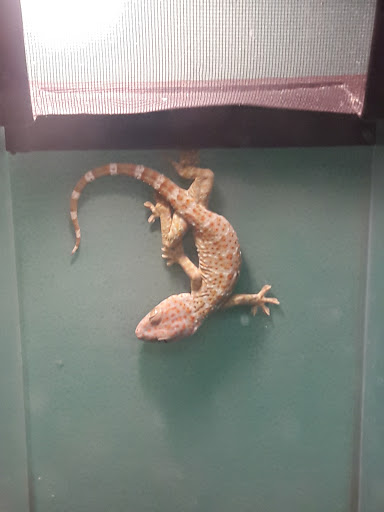 Pet Supply Store «Pet Supplies Plus», reviews and photos, 1500 E Court St Suite 720, Seguin, TX 78155, USA