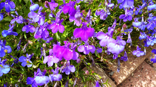 Nature Preserve «Stage Nature Center», reviews and photos, 6685 Coolidge Hwy, Troy, MI 48098, USA