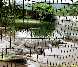 Crocodile Zoo photo