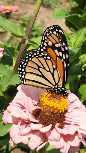 Farm «Four Town Farm», reviews and photos, 90 George St, Seekonk, MA 02771, USA