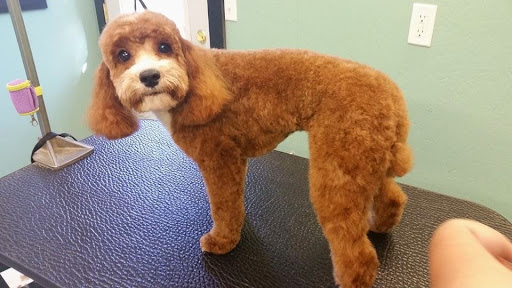 Pet Groomer «Barking Beauties pet Boutique», reviews and photos, 112 E 2nd St S, Newton, IA 50208, USA