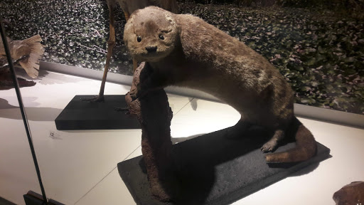 Museo de Ciencias Naturales y Antropológicas Juan Cornelio Moyano