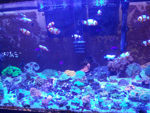 Tropical Fish Store «Aquarium Oddballs», reviews and photos, 6115 E 31st St, Tulsa, OK 74135, USA
