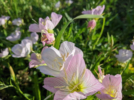 Municipality «Tall Grass Park», reviews and photos, 3512 Grassmere Rd, Naperville, IL 60564, USA