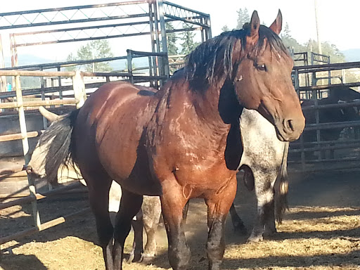 Rodeo «Molalla Buckeroo Association», reviews and photos, 815 Shirley St, Molalla, OR 97038, USA
