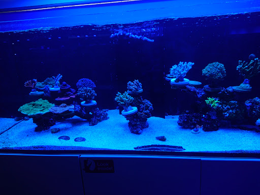 Tropical Fish Store «Quantum Reefs», reviews and photos, 7025 Brookfield Plaza, Springfield, VA 22150, USA