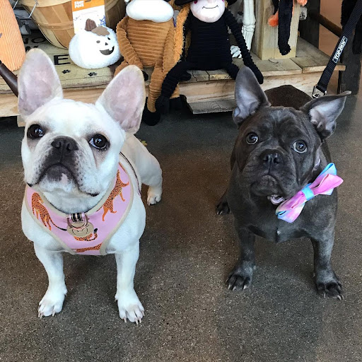 Pet Store «Shop Dog Boutique», reviews and photos, 5015 S Western Ave, Sioux Falls, SD 57108, USA