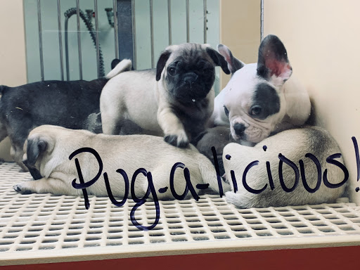 Pet Supply Store «Petland Dallas», reviews and photos, 11909 Preston Rd, Dallas, TX 75230, USA