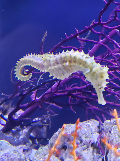 Pet Store «A Family Pet Center», reviews and photos, 6230 N Lockwood Ridge Rd, Sarasota, FL 34243, USA