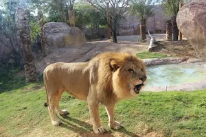 Al Ain Zoo image