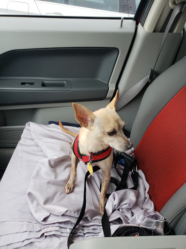 Pet Supply Store «Petco Animal Supplies», reviews and photos, 189 Old Country Rd, Carle Place, NY 11514, USA