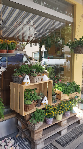 Comentarii opinii despre Pusteblume Broder Blumen und Pflanzen