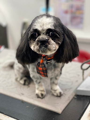 Pet Store «Canine Carousel», reviews and photos, 43135 Broadlands Center Plaza #129, Ashburn, VA 20148, USA