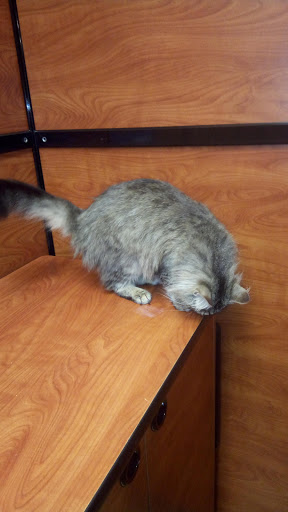 Pet Supply Store «PetSmart», reviews and photos, 479 River Hill Dr, Ashland, KY 41101, USA