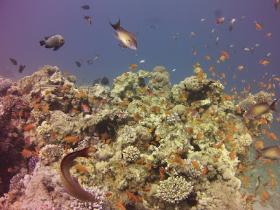 Kiwi Reef Dive Site