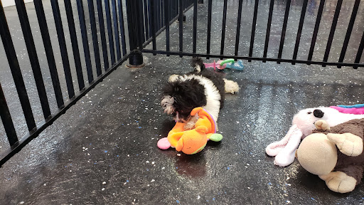 Pet Store «AA Ridgewood Kennels II», reviews and photos, 5401 Lincoln Hwy, Gap, PA 17527, USA