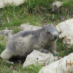 Photo n° 36 de l'avis de Flo.e fait le 26/06/2018 à 17:17 pour Parc national de la Vanoise à Vanoise