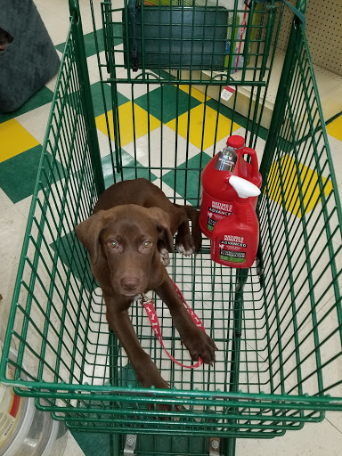 Pet Supply Store «Pet Supplies», reviews and photos, 1168 Lee St, Des Plaines, IL 60016, USA