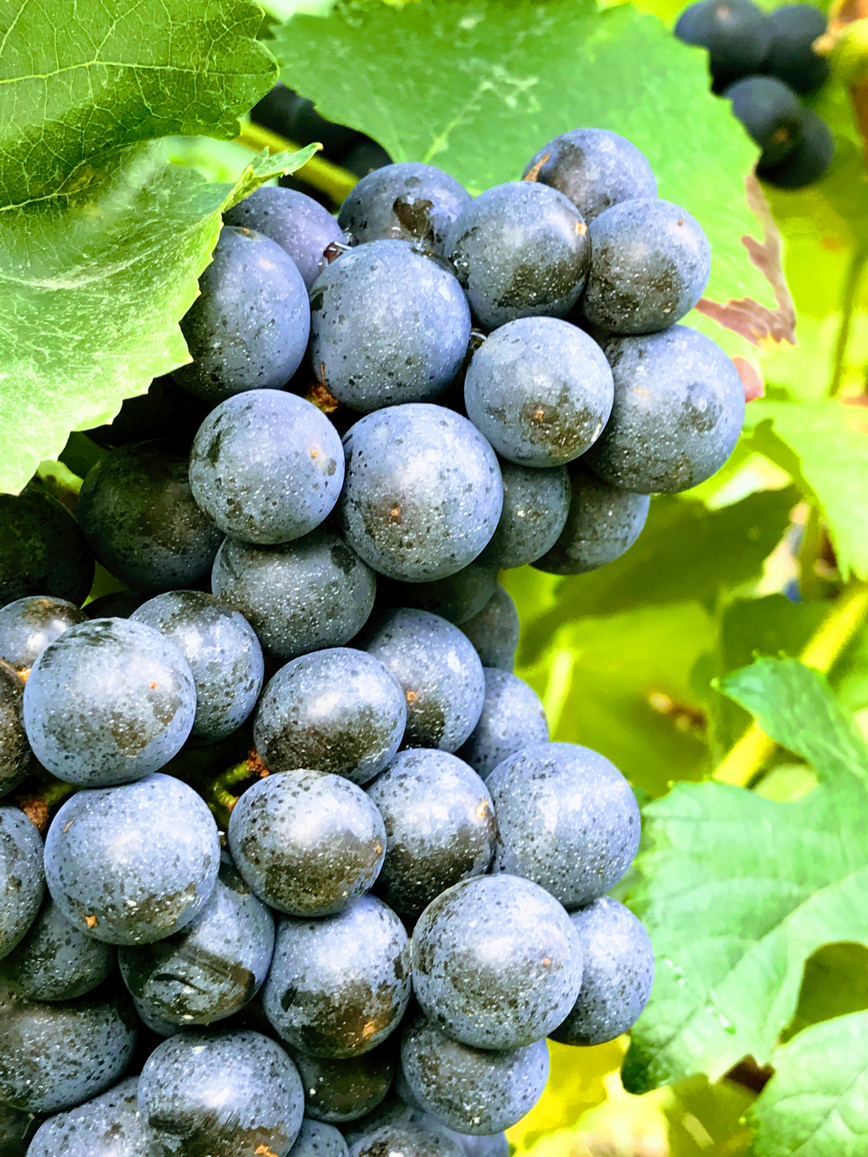 Photo n° 30 de l'avis de Eric.E fait le 25/07/2020 à 20:09