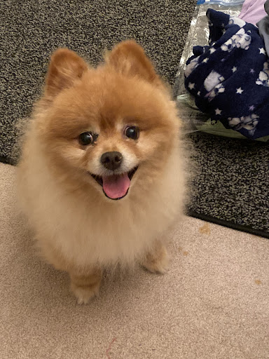 Pet Store «Pets Plus Inc», reviews and photos, 2610 Jefferson Davis Hwy, Stafford, VA 22554, USA