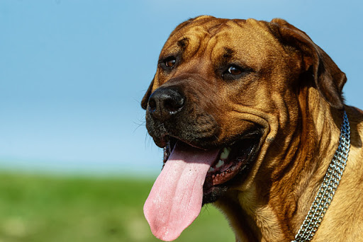 Dog Park «Mt. Airy Dog Park», reviews and photos, 3006 Westwood Northern Blvd, Cincinnati, OH 45211, USA