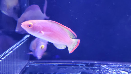 Tropical Fish Store «Barrier Reef Aquariums», reviews and photos, 1717 NE 44th St # A, Renton, WA 98056, USA