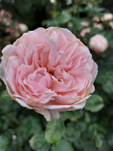 Gym «Planet Fitness», reviews and photos, 374 Main St, Belleville, NJ 07109, USA