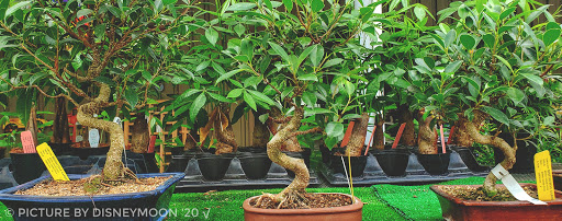 Garden Center «Distinctive Gardens», reviews and photos, 1531 Telegraph Rd, West Chester, PA 19380, USA