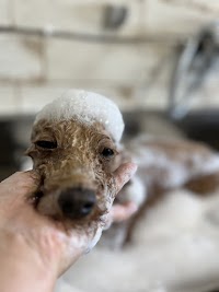 dog salon ’ecru