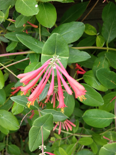 Nature Preserve «Cool Spring Preserve», reviews and photos, 1469 Lloyd Rd, Charles Town, WV 25414, USA