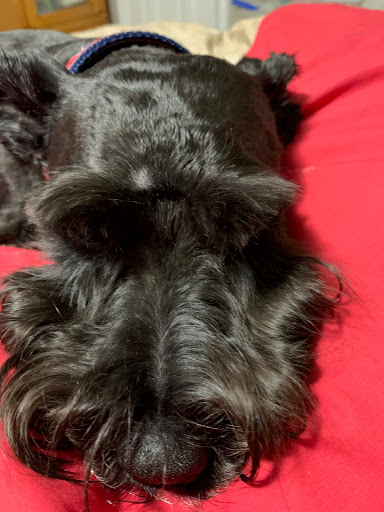 Pet Groomer «Tidy Dog Pet Supply & Salon», reviews and photos, 2612 Lebanon Pike A, Nashville, TN 37214, USA