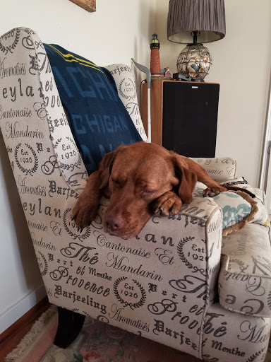 Pet Supply Store «PetSmart», reviews and photos, 42 Southgate Square, Colonial Heights, VA 23834, USA