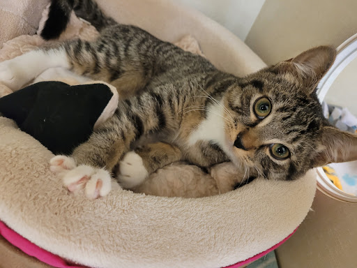 Pet Supply Store «Petco Animal Supplies», reviews and photos, 8775 SW Tualatin-Sherwood Rd, Tualatin, OR 97062, USA