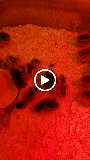 Pet Supply Store «Western Ranch & Pet Supply», reviews and photos, 103 Aegean Way, Vacaville, CA 95687, USA